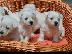PoulaTo: West highland terrier καθαροαιμα αθηνα-κρητη 6940048695